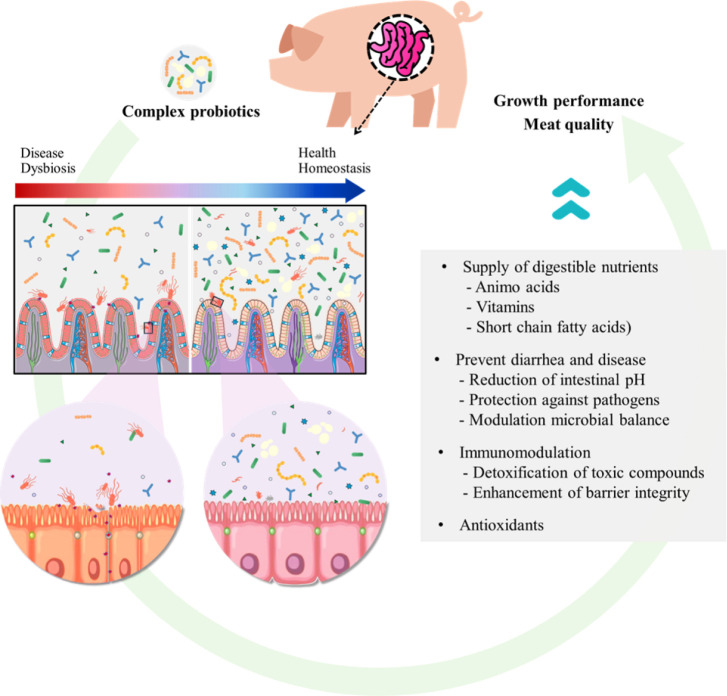 Investigation of the impact of multi-strain probiotics containing <i>Saccharomyces cerevisiae</i> on porcine production.