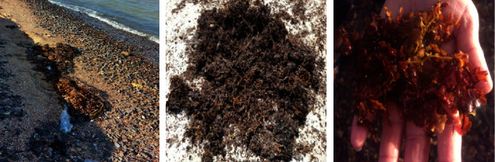 A Study on the Potential of Valorizing <i>Sargassum latifolium</i> into Biofuels and Sustainable Value-Added Products.