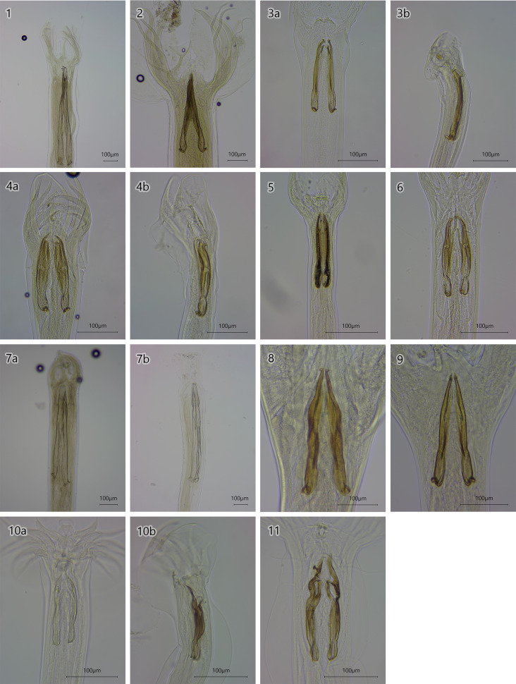 The variety of abomasal nematode communities of captive and free-roaming populations of European bison, <i>Bison bonasus</i> (L.): a morphometric and molecular approach.