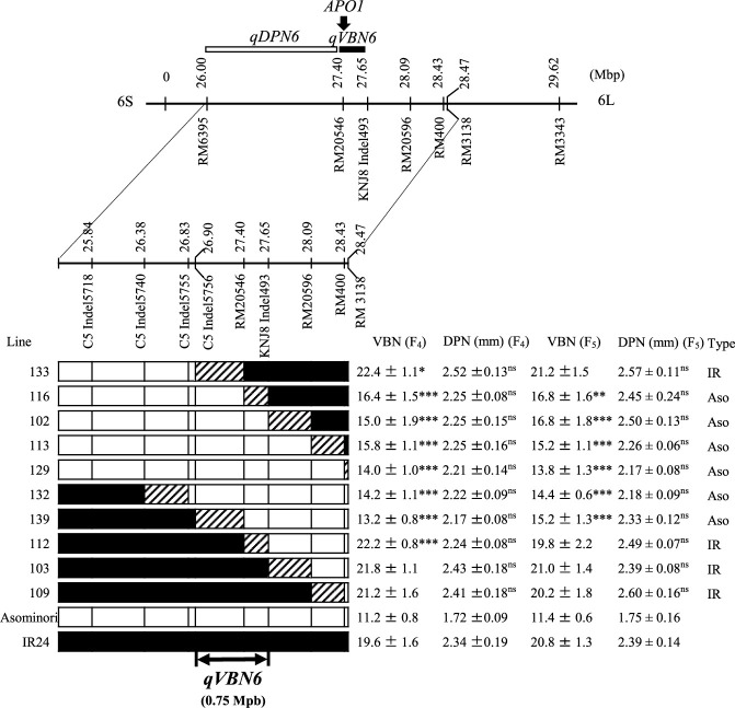 Characterization of QTLs for diameter in panicle neck and substitution mapping of <i>qDPN5/qVBN5.2</i> and <i>qVBN6</i> in rice (<i>Oryza sativa</i> L.).