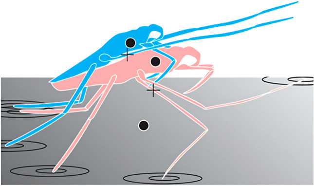 Hot males: thermal biology of males and females during coercive mating in water striders Gerris lacustris