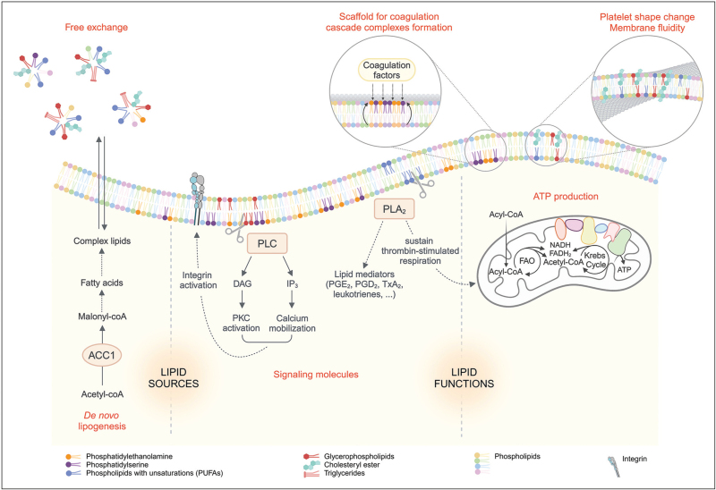 Platelet lipidomics and de novo lipogenesis: impact on health and disease.