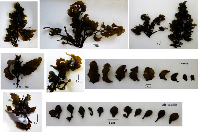 A Study on the Potential of Valorizing <i>Sargassum latifolium</i> into Biofuels and Sustainable Value-Added Products.