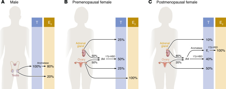 Metabolic benefits afforded by estradiol and testosterone in both sexes: clinical considerations.