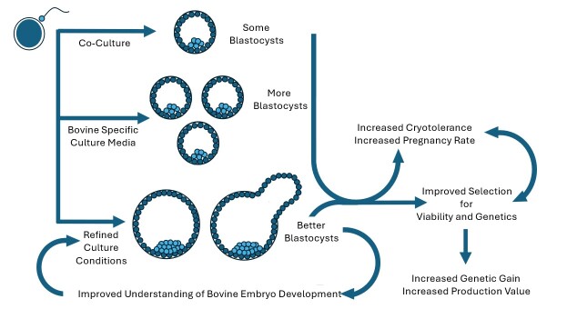 Bovine embryo production <i>in vitro</i>: evolution of culture media and commercial perspectives.