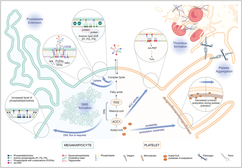 Platelet lipidomics and de novo lipogenesis: impact on health and disease.