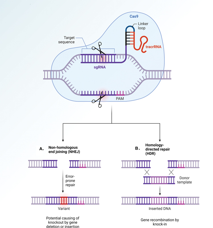 Mechanism of Genome Editing Tools and Their Application on Genetic Inheritance Disorders.