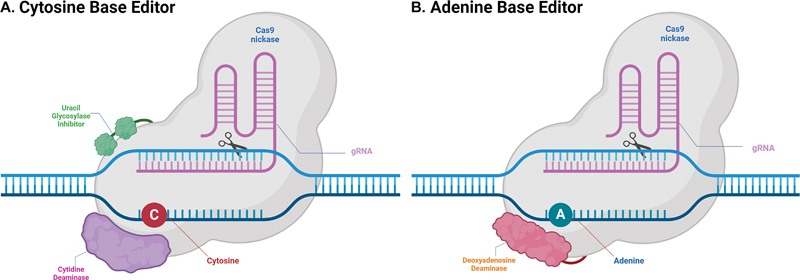 Mechanism of Genome Editing Tools and Their Application on Genetic Inheritance Disorders.