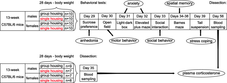 Effects of single housing on behavior, corticosterone level and body weight in male and female mice.