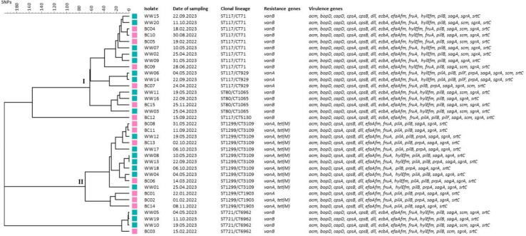 High prevalence of the recently identified clonal lineage ST1299/CT3109 <i>vanA</i> among vancomycin-resistant <i>Enterococcus faecium</i> strains isolated from municipal wastewater.