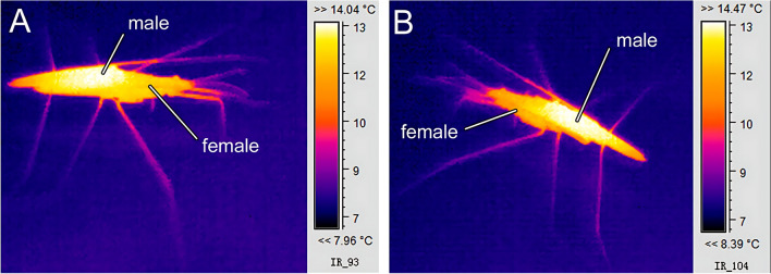 Hot males: thermal biology of males and females during coercive mating in water striders Gerris lacustris