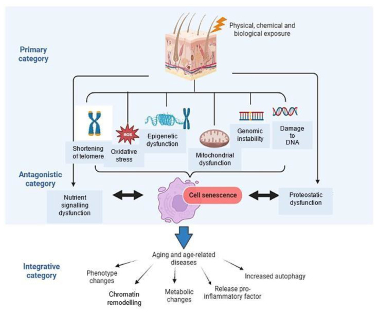 Polyphenols in bee products and prevention of cell senescence.
