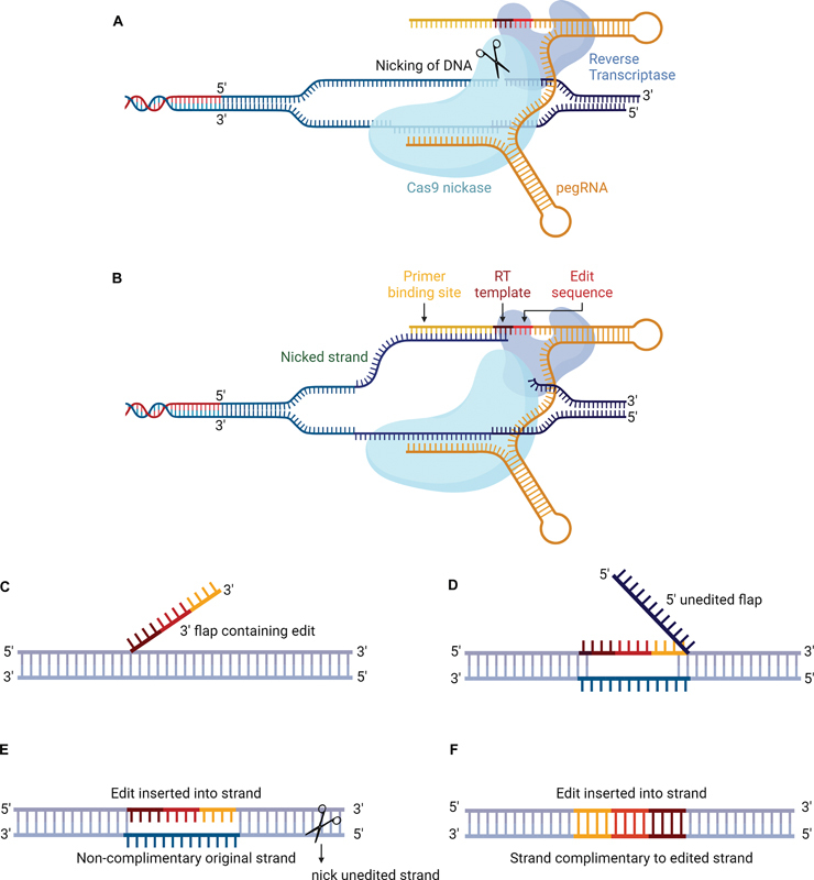 Mechanism of Genome Editing Tools and Their Application on Genetic Inheritance Disorders.