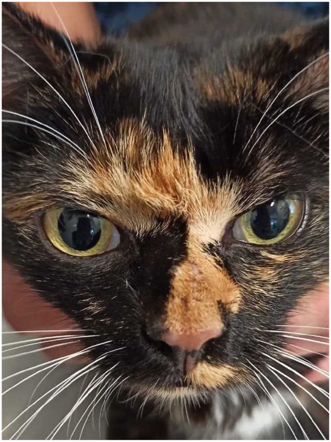 Excision of a nasal dermoid sinus cyst and primary reconstruction using an autologous fascia lata graft in a cat.