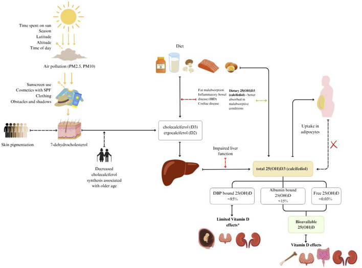 Seasonal variation of total and bioavailable 25-hydroxyvitamin D [25(OH)D] in the healthy adult Slovenian population.