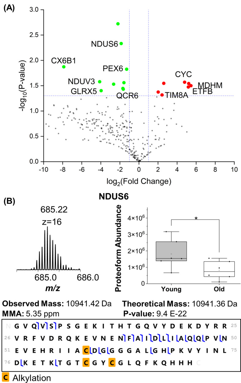 Characterizing age-related changes in intact mitochondrial proteoforms in murine hearts using quantitative top-down proteomics.