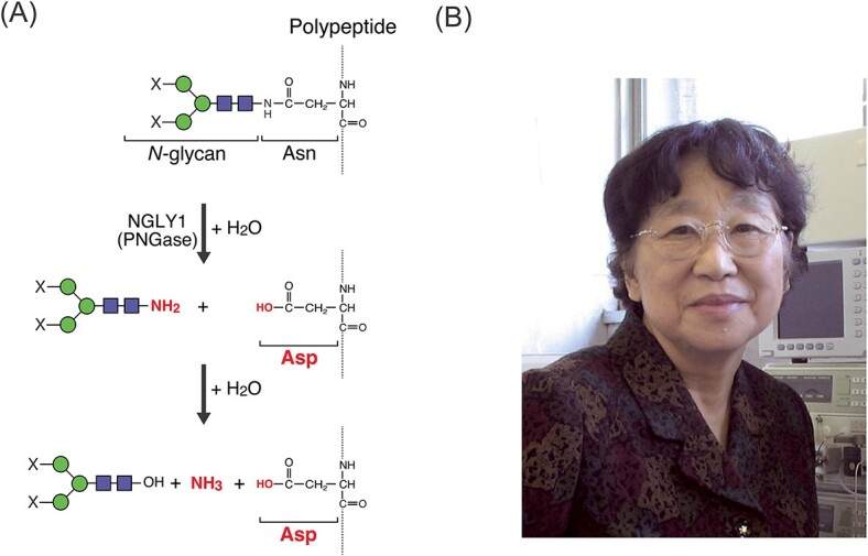 Development of new NGLY1 assay systems - toward developing an early screening method for NGLY1 deficiency.