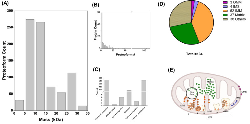 Characterizing age-related changes in intact mitochondrial proteoforms in murine hearts using quantitative top-down proteomics.