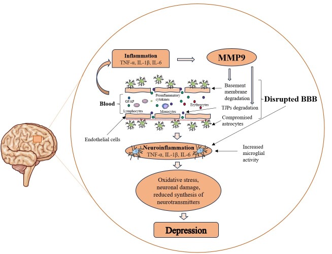 Omega-3 Polyunsaturated Fatty Acids and Blood-Brain Barrier Integrity in Major Depressive Disorder: Restoring Balance for Neuroinflammation and Neuroprotection.