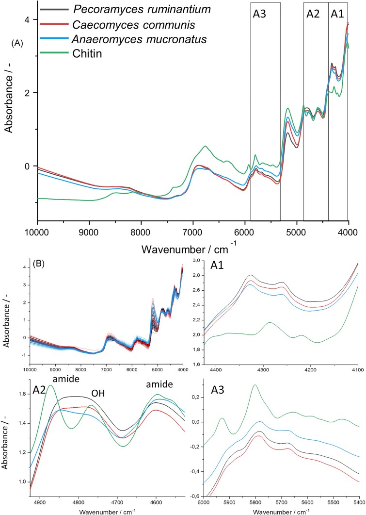 Exploring near-infrared spectroscopy and hyperspectral imaging as novel characterization methods for anaerobic gut fungi.