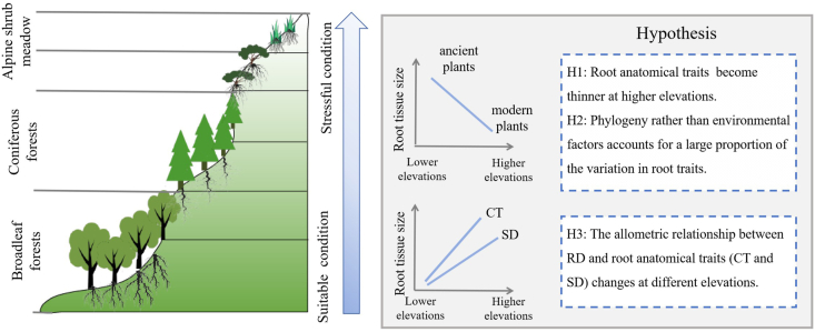 Elevational variation in anatomical traits of the first-order roots and their adaptation mechanisms.