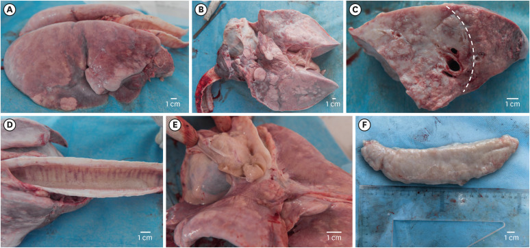 Identification of concurrent infection with Jaagsiekte sheep retrovirus and maedi-visna virus in China.