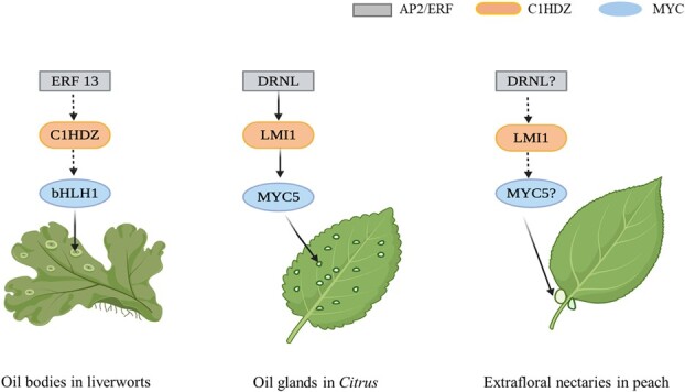 Decoding the genetic basis of secretory tissues in plants.
