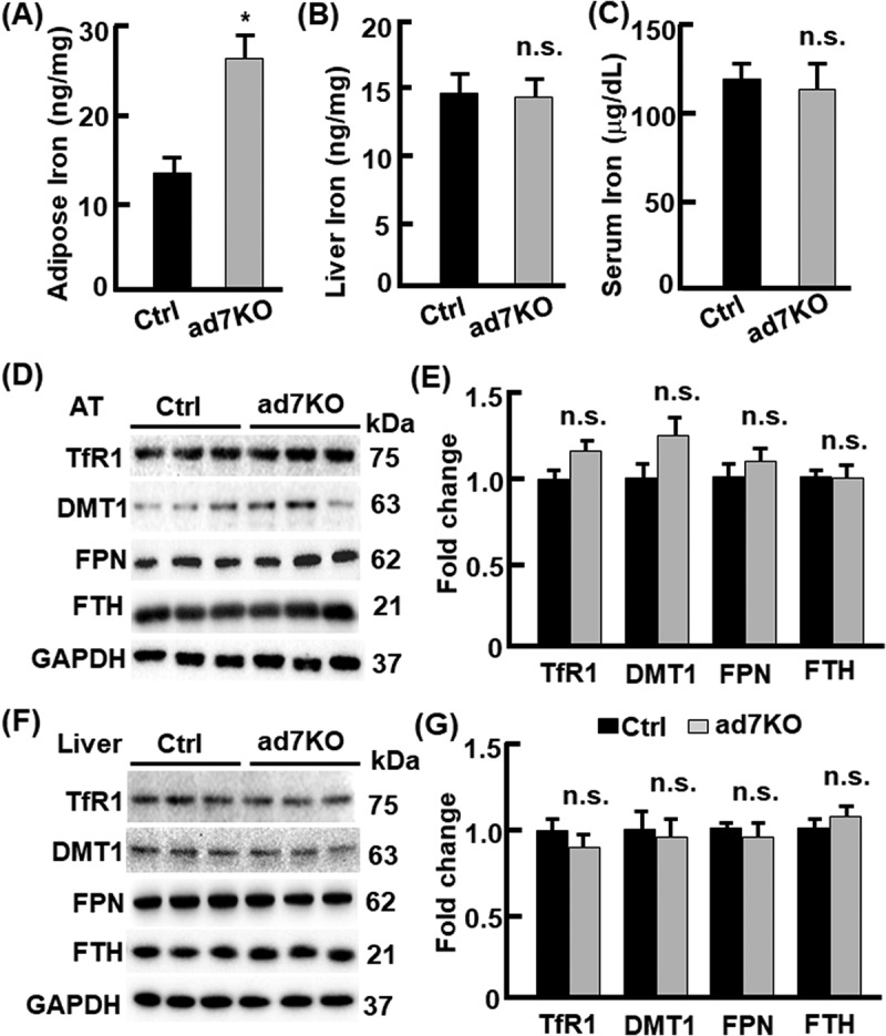 A liver-fat crosstalk for iron flux during healthy beiging of adipose tissue.
