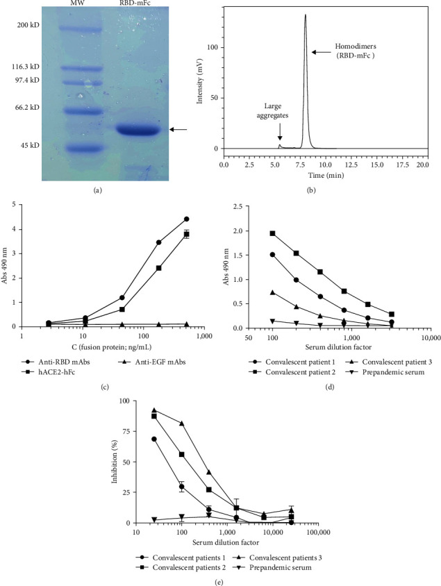 Studying the Humoral Response against SARS-CoV-2 in Cuban COVID-19 Recovered Patients.