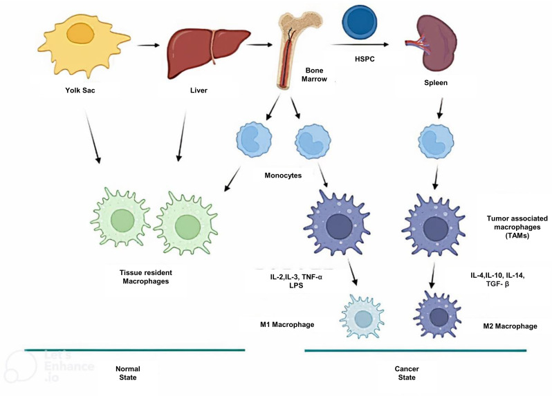 Epigenetic tuning of tumour-associated macrophages (TAMs): a potential approach in hepatocellular carcinoma (HCC) immunotherapy.