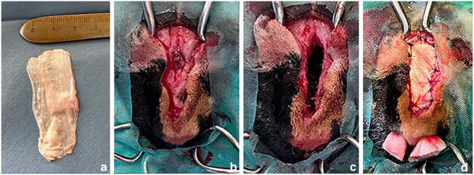 Excision of a nasal dermoid sinus cyst and primary reconstruction using an autologous fascia lata graft in a cat.