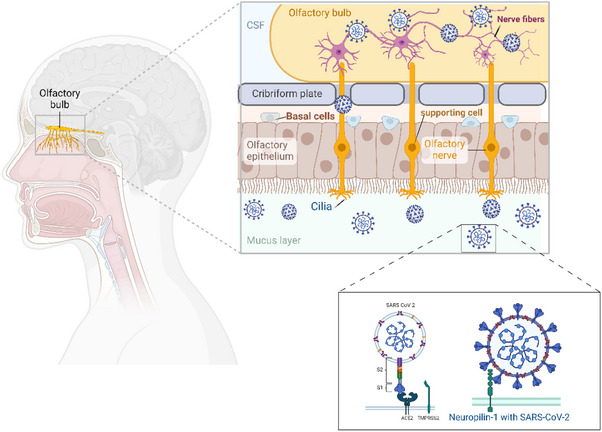 Systems Thinking, Causal Loop Diagram, and Systems Dynamic in Public Health Challenges: Navigating Long COVID Syndrome and Sense of Smell in LGBTQIA+ Communities.