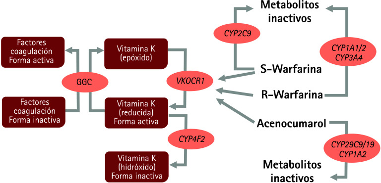 [Selection of pharmacogenomic variants and methodology for their use in community pharmacy].