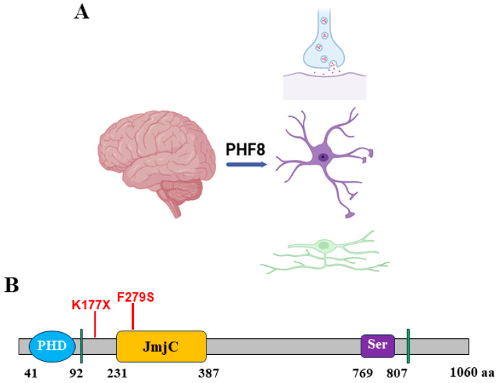 PHF8/KDM7B: A Versatile Histone Demethylase and Epigenetic Modifier in Nervous System Disease and Cancers.