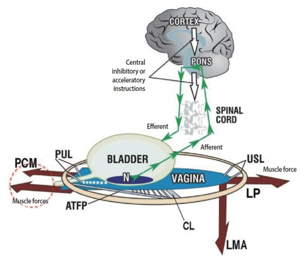 The Integral Theory, Pelvic Floor Biomechanics, and Binary Innervation.