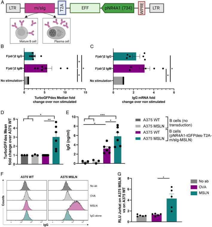 A Synthetic Circuit Empowering Reprogrammed B Cells for Therapeutic Proteins Expression Regulated by Tumor Detection.