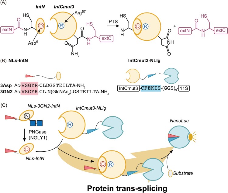 Development of new NGLY1 assay systems - toward developing an early screening method for NGLY1 deficiency.