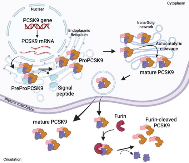 Natural phytochemicals as small-molecule proprotein convertase subtilisin/kexin type 9 inhibitors.