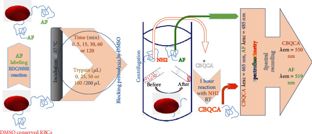 Proteolysis Assays With Conserved or Aminofluorescein-Labeled Red Blood Cells.
