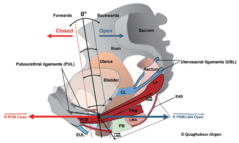 The Integral Theory, Pelvic Floor Biomechanics, and Binary Innervation.