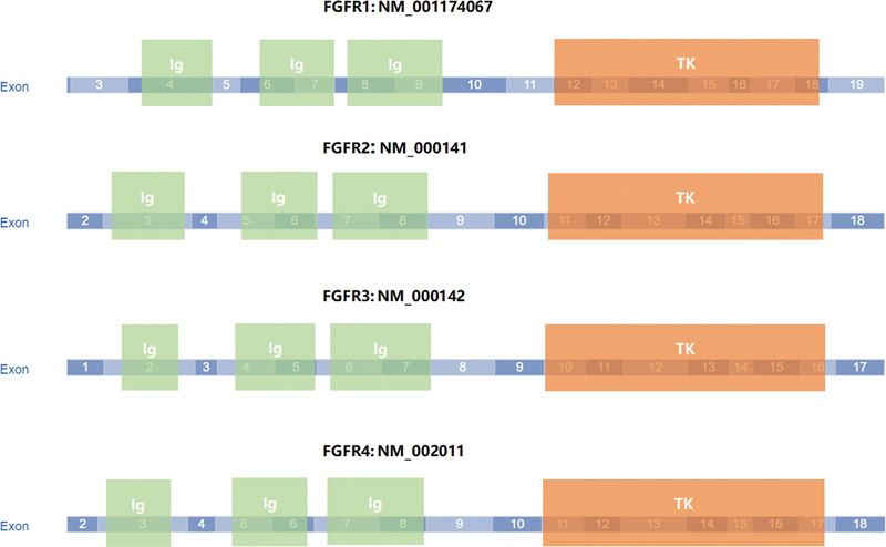 Expert Consensus on the Diagnosis and Treatment of FGFR Gene-Altered Solid Tumors.