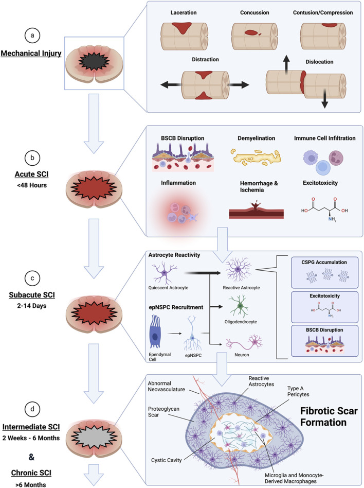 Bridging the gap: a translational perspective in spinal cord injury.