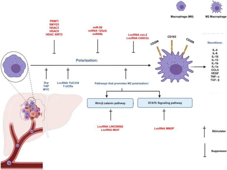 Epigenetic tuning of tumour-associated macrophages (TAMs): a potential approach in hepatocellular carcinoma (HCC) immunotherapy.