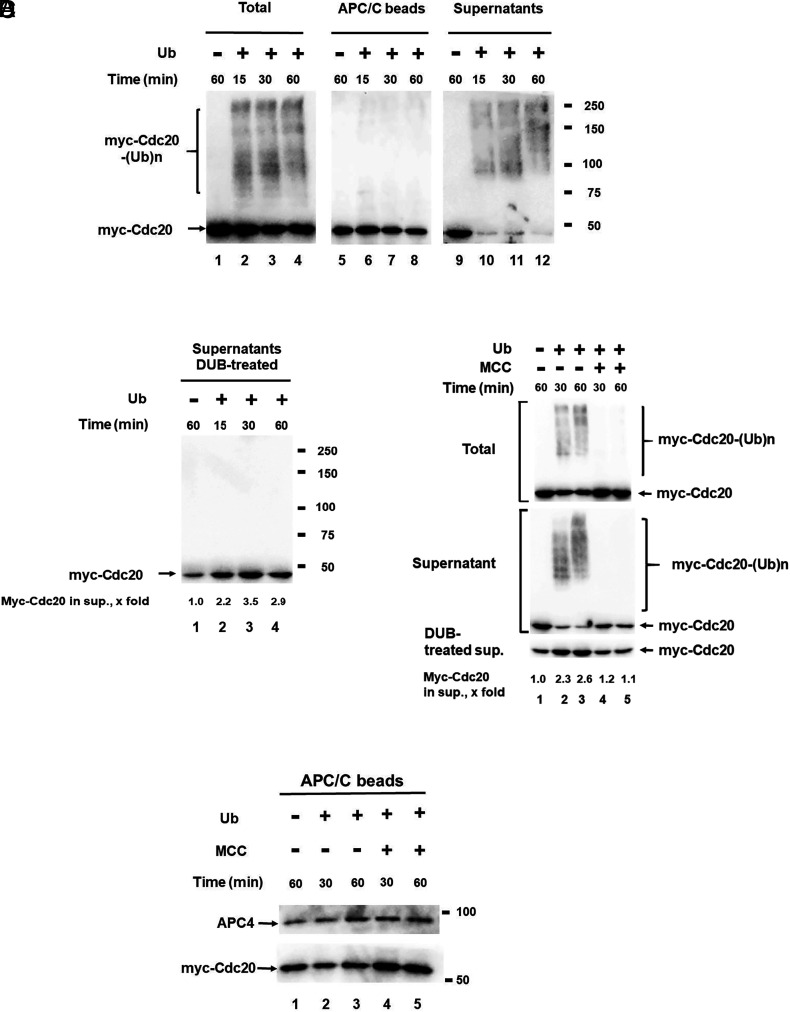 The Mitotic Checkpoint Complex controls the association of Cdc20 regulatory protein with the ubiquitin ligase APC/C in mitosis.