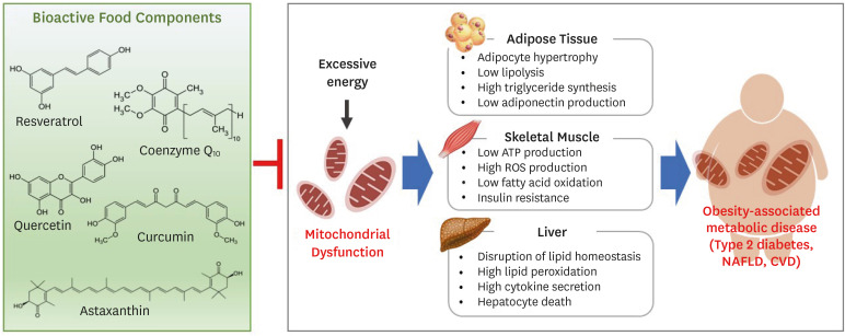 Targeting Mitochondrial Dysfunction for the Prevention and Treatment of Metabolic Disease by Bioactive Food Components.
