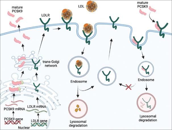 Natural phytochemicals as small-molecule proprotein convertase subtilisin/kexin type 9 inhibitors.