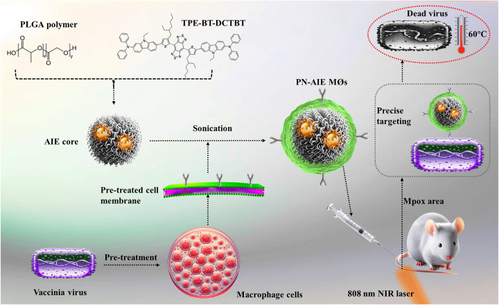 Precision phototherapy and imaging with aggregation-induced emission-based nanoparticles cloaked in macrophage membrane.