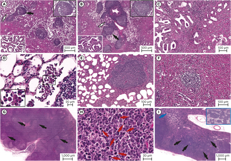 Identification of concurrent infection with Jaagsiekte sheep retrovirus and maedi-visna virus in China.