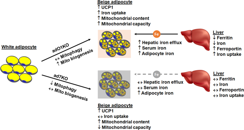 A liver-fat crosstalk for iron flux during healthy beiging of adipose tissue.