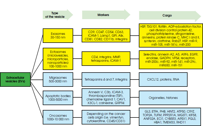 Secretome - the role of extracellular vesicles in the pathogenesis and therapy of neurodegenerative diseases.